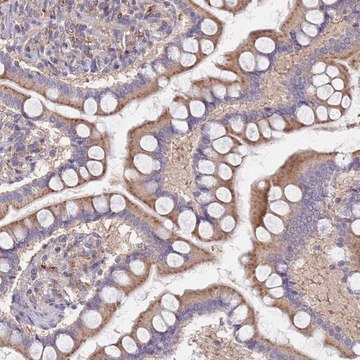 Anti-MALRD1 antibody produced in rabbit Prestige Antibodies&#174; Powered by Atlas Antibodies, affinity isolated antibody, buffered aqueous glycerol solution