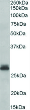 Anti-Tafazzin antibody produced in goat affinity isolated antibody, buffered aqueous solution