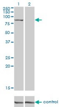Monoclonal Anti-DLG3 antibody produced in mouse clone 2B6, purified immunoglobulin, buffered aqueous solution