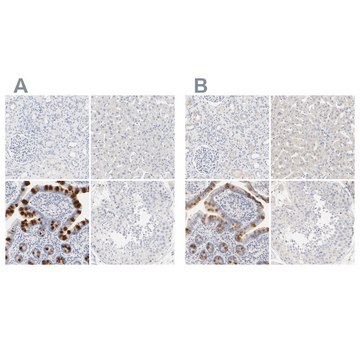 Anti-FCGBP antibody produced in rabbit Ab2, Prestige Antibodies&#174; Powered by Atlas Antibodies, affinity isolated antibody, buffered aqueous glycerol solution