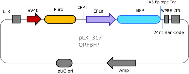 MISSION&#174; TRC3 ORF BFP DNA Control