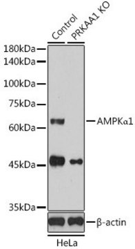 Anti- AMPK&#945;1 antibody produced in rabbit