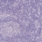 Anti-PAM antibody produced in rabbit Prestige Antibodies&#174; Powered by Atlas Antibodies, affinity isolated antibody, buffered aqueous glycerol solution