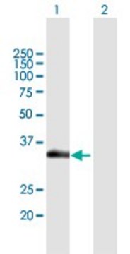 Anti-SLC12A7 antibody produced in mouse purified immunoglobulin, buffered aqueous solution