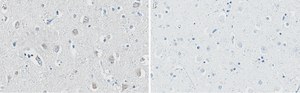 Anti-APP Antibody, clone 1F22 ZooMAb&#174; Rabbit Monoclonal recombinant, expressed in HEK 293 cells