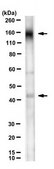 Anti-&#945;-Dystroglycan Antibody
