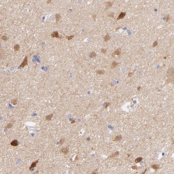Anti-GPHN antibody produced in rabbit Prestige Antibodies&#174; Powered by Atlas Antibodies, affinity isolated antibody, buffered aqueous glycerol solution