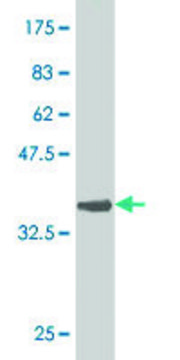 Monoclonal Anti-GNL3 antibody produced in mouse clone 3A3, purified immunoglobulin, buffered aqueous solution