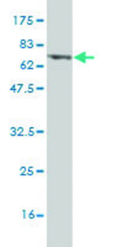 Monoclonal Anti-PHKG2 antibody produced in mouse clone 2F4, purified immunoglobulin, buffered aqueous solution