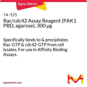 Rac/cdc42 Assay Reagent (PAK1 PBD, agarose), 300 &#181;g Specifically binds to &amp; precipitates Rac-GTP &amp; cdc42-GTP from cell lysates. For use in Affinity Binding Assays.