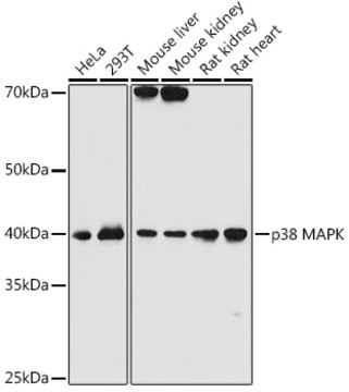 Anti-p38 MAPK Antibody, clone 2H9Q5, Rabbit Monoclonal