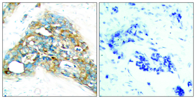 Anti-PTEN antibody produced in rabbit affinity isolated antibody