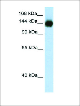 Anti-TIMELESS (AB1) antibody produced in rabbit IgG fraction of antiserum