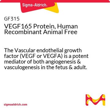 VEGF165 Protein, Human Recombinant Animal Free The Vascular endothelial growth factor (VEGF or VEGFA) is a potent mediator of both angiogenesis &amp; vasculogenesis in the fetus &amp; adult. Manufactured using all non-animal reagents.