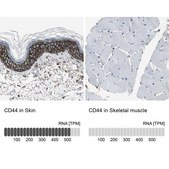 Anti-CD44 antibody produced in rabbit Prestige Antibodies&#174; Powered by Atlas Antibodies, affinity isolated antibody, buffered aqueous glycerol solution