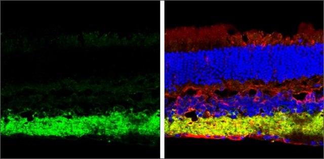 Anti-SLC32A1 (N-terminal) antibody produced in rabbit affinity isolated antibody, buffered aqueous solution