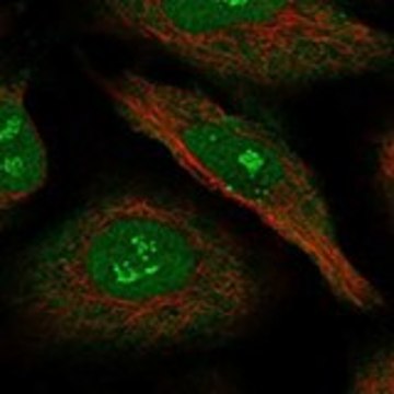 Anti-NRIP1 antibody produced in rabbit Prestige Antibodies&#174; Powered by Atlas Antibodies, affinity isolated antibody, buffered aqueous glycerol solution