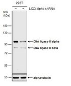 Anti-LIG3 antibody produced in rabbit affinity isolated antibody, buffered aqueous solution