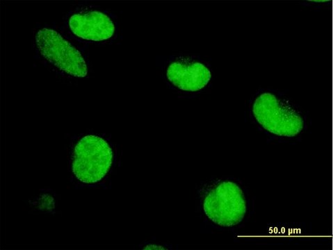 ANTI-ZNF207 antibody produced in mouse clone 6G11, purified immunoglobulin, buffered aqueous solution