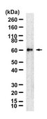 Anti-GSDMC Antibody, clone 2H7 ZooMAb&#174; Rabbit Monoclonal recombinant, expressed in HEK 293 cells