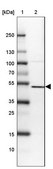 Anti-SETD7 antibody produced in rabbit Prestige Antibodies&#174; Powered by Atlas Antibodies, affinity isolated antibody, buffered aqueous glycerol solution