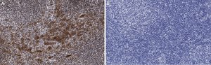 Anti-Caspase-1 p10 Antibody, clone 9H11 ZooMAb&#174; Rabbit Monoclonal recombinant, expressed in HEK 293 cells