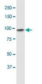 Monoclonal Anti-UBE3A antibody produced in mouse clone 2F6, purified immunoglobulin, buffered aqueous solution