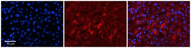 Anti-LYPLA2 antibody produced in rabbit affinity isolated antibody