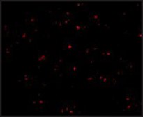 Anti-IFN-&#946; antibody produced in rabbit affinity isolated antibody, buffered aqueous solution