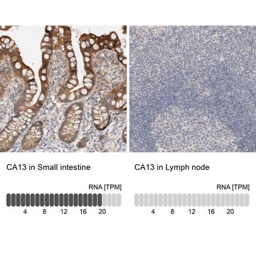 Anti-CA13 antibody produced in rabbit Prestige Antibodies&#174; Powered by Atlas Antibodies, affinity isolated antibody, buffered aqueous glycerol solution