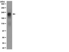 Anti-Laminin-1 A&amp;B chains Antibody, cross region, clone AL-2 clone AL-2, Chemicon&#174;, from rat