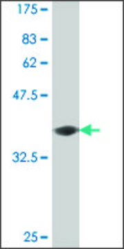 Monoclonal Anti-PCDH11Y antibody produced in mouse clone 1G5, purified immunoglobulin, buffered aqueous solution