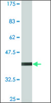 Monoclonal Anti-RNF182, (N-terminal) antibody produced in mouse clone 2D8, purified immunoglobulin, buffered aqueous solution