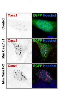 Anti-CASZ1 Antibody from guinea pig