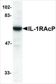 Anti-IL-1RACP (ab1) antibody produced in rabbit affinity isolated antibody, buffered aqueous solution