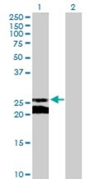 Anti-GJB5 antibody produced in mouse purified immunoglobulin, buffered aqueous solution