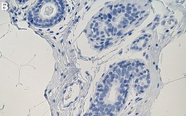 Anti-Chk1 Antibody, clone 2E14 ZooMAb&#174; Rabbit Monoclonal recombinant, expressed in HEK 293 cells