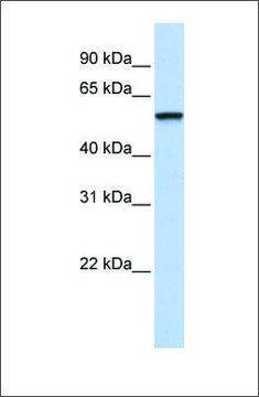 Anti-TRIM4 antibody produced in rabbit affinity isolated antibody