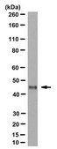 Anti-Fox1 Antibody, clone 1D10 clone 1D10, from mouse