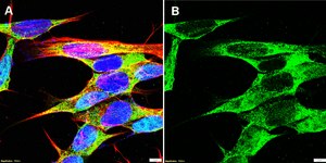 Anti-LGR5/GPR49 Antibody, clone 1I17 ZooMAb&#174; Rabbit Monoclonal recombinant, expressed in HEK 293 cells