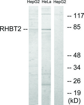 Anti-RHBT2 antibody produced in rabbit affinity isolated antibody