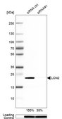 Anti-LCN2 antibody produced in rabbit Prestige Antibodies&#174; Powered by Atlas Antibodies, affinity isolated antibody, buffered aqueous glycerol solution
