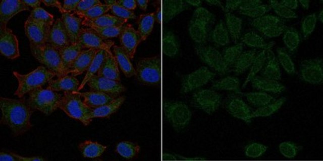 Anti-Connexin 43 Antibody, CT Antibody, clone 1C5.1 Antibody, Alexa Fluor&#8482; 488 Conjugate clone 1C5.1, from mouse, ALEXA FLUOR&#8482; 488