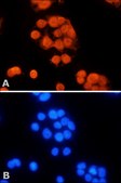 Anti-MLH1 (N-terminal) antibody produced in rabbit ~1&#160;mg/mL, affinity isolated antibody, buffered aqueous solution