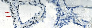 Anti-HES-1 Antibody, clone 2J12 ZooMAb&#174; Rabbit Monoclonal recombinant, expressed in HEK 293 cells