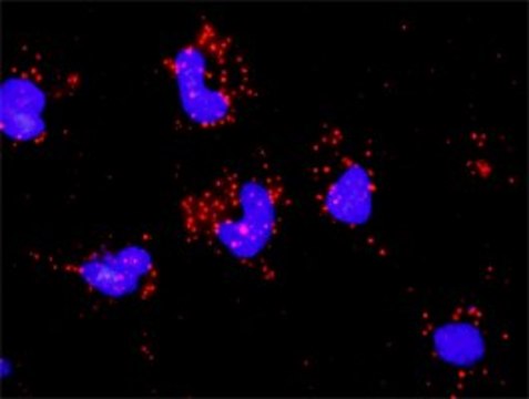 Monoclonal Anti-PAK2 antibody produced in mouse clone 1E1, purified immunoglobulin, buffered aqueous solution