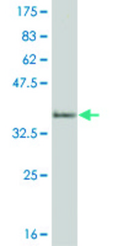 ANTI-HEYL antibody produced in mouse clone 1C4, purified immunoglobulin, buffered aqueous solution