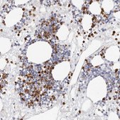 Anti-CAMP antibody produced in rabbit Prestige Antibodies&#174; Powered by Atlas Antibodies, affinity isolated antibody, buffered aqueous glycerol solution