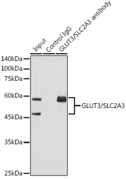 Anti-GLUT3/SLC2A3 Antibody, clone 6T3F2, Rabbit Monoclonal