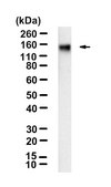 Anti-FLT4 Antibody, clone 2F4 ZooMAb&#174; Rabbit Monoclonal recombinant, expressed in HEK 293 cells